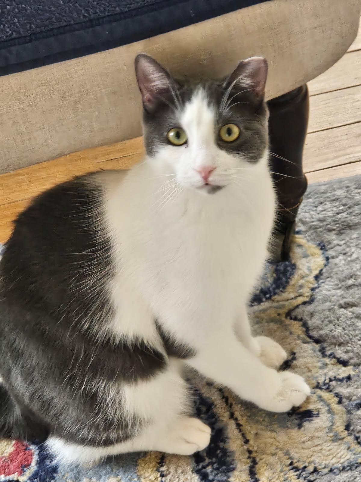 Robin, adopted, Young Male Domestic Short Hair.