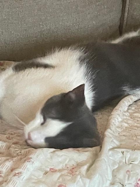 Enlarge Robin, an adopted mixed breed in Placerville , CA image 3/4