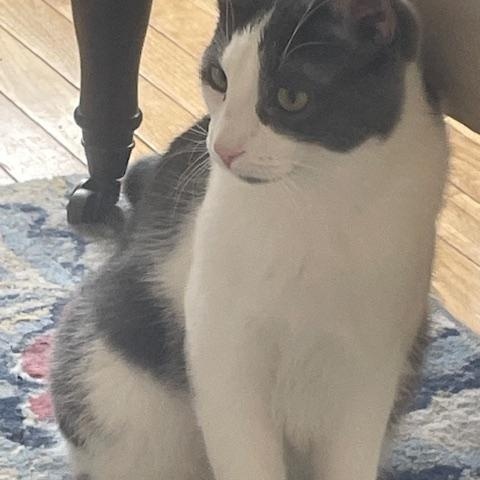 Enlarge Robin, an adopted mixed breed in Placerville , CA image 4/4