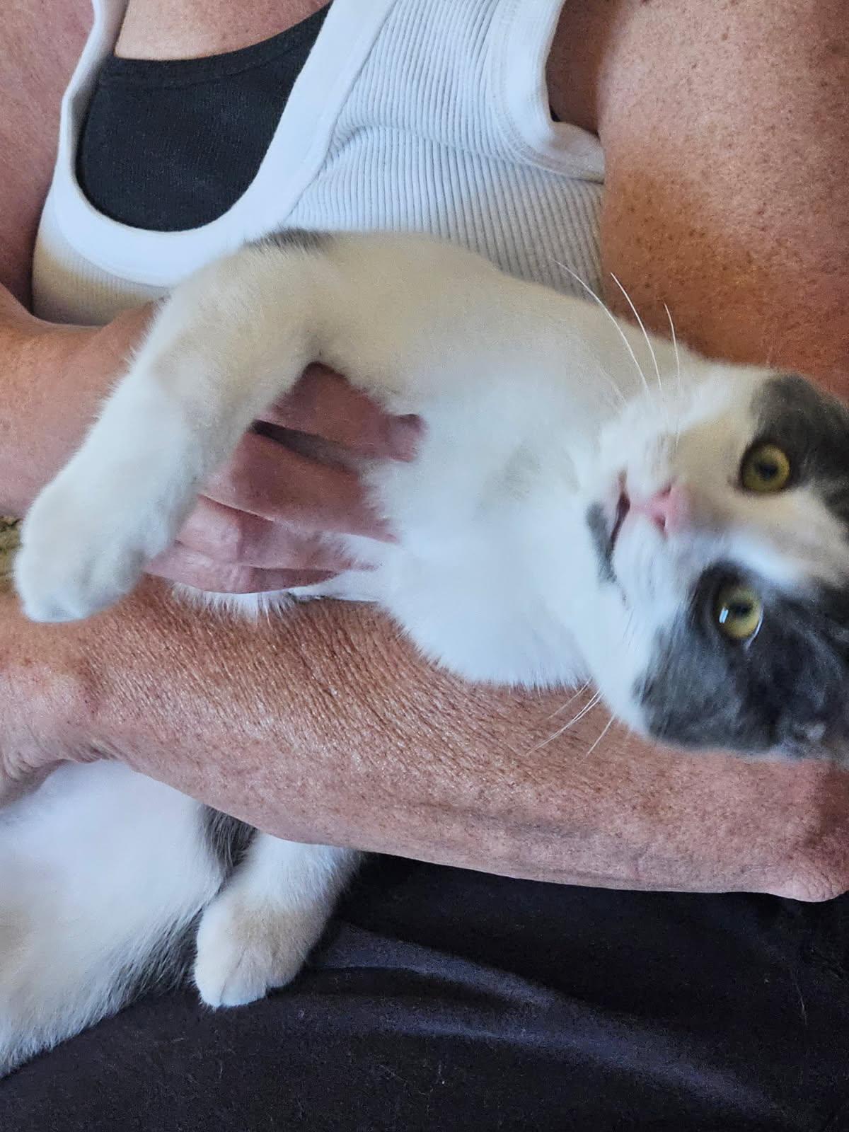 Enlarge Robin, an adopted mixed breed in Placerville , CA image 2/4