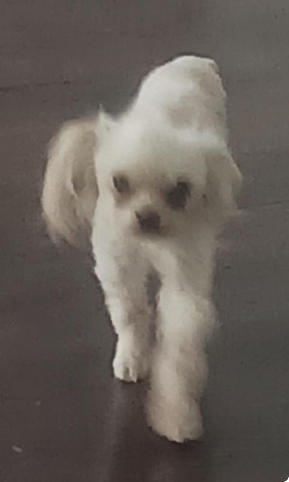 Enlarge Mini Me, a Adoptable Yorkshire Terrier in Panama City, FL image 1/1