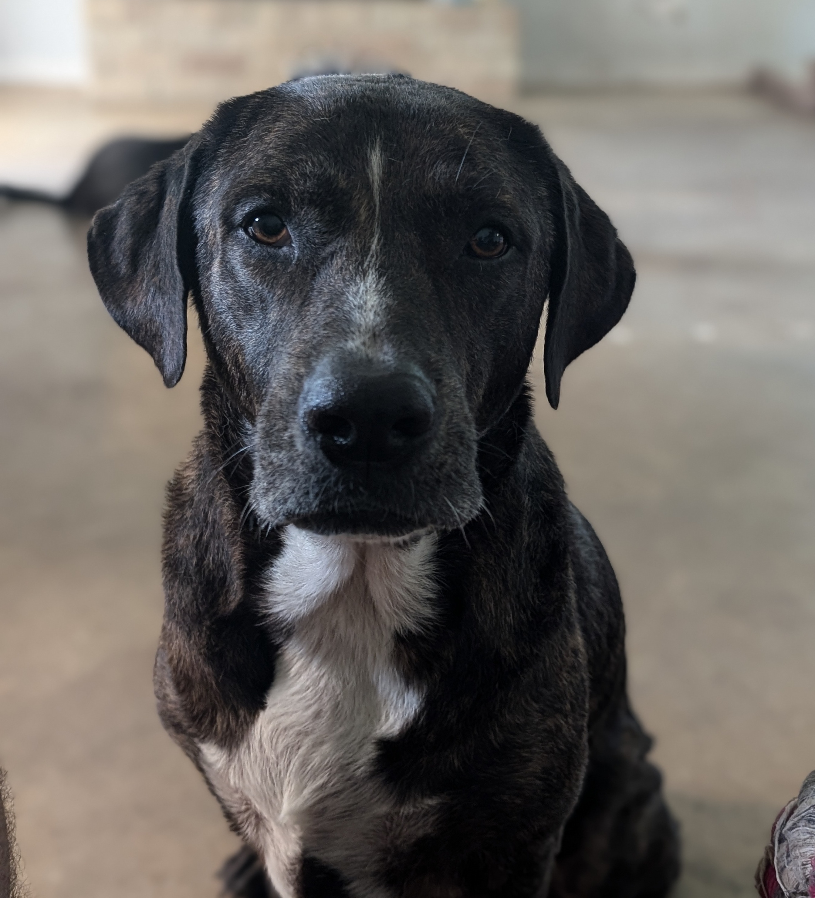 Enlarge Shilah, a Adoptable mixed breed in Houston, TX image 1/4