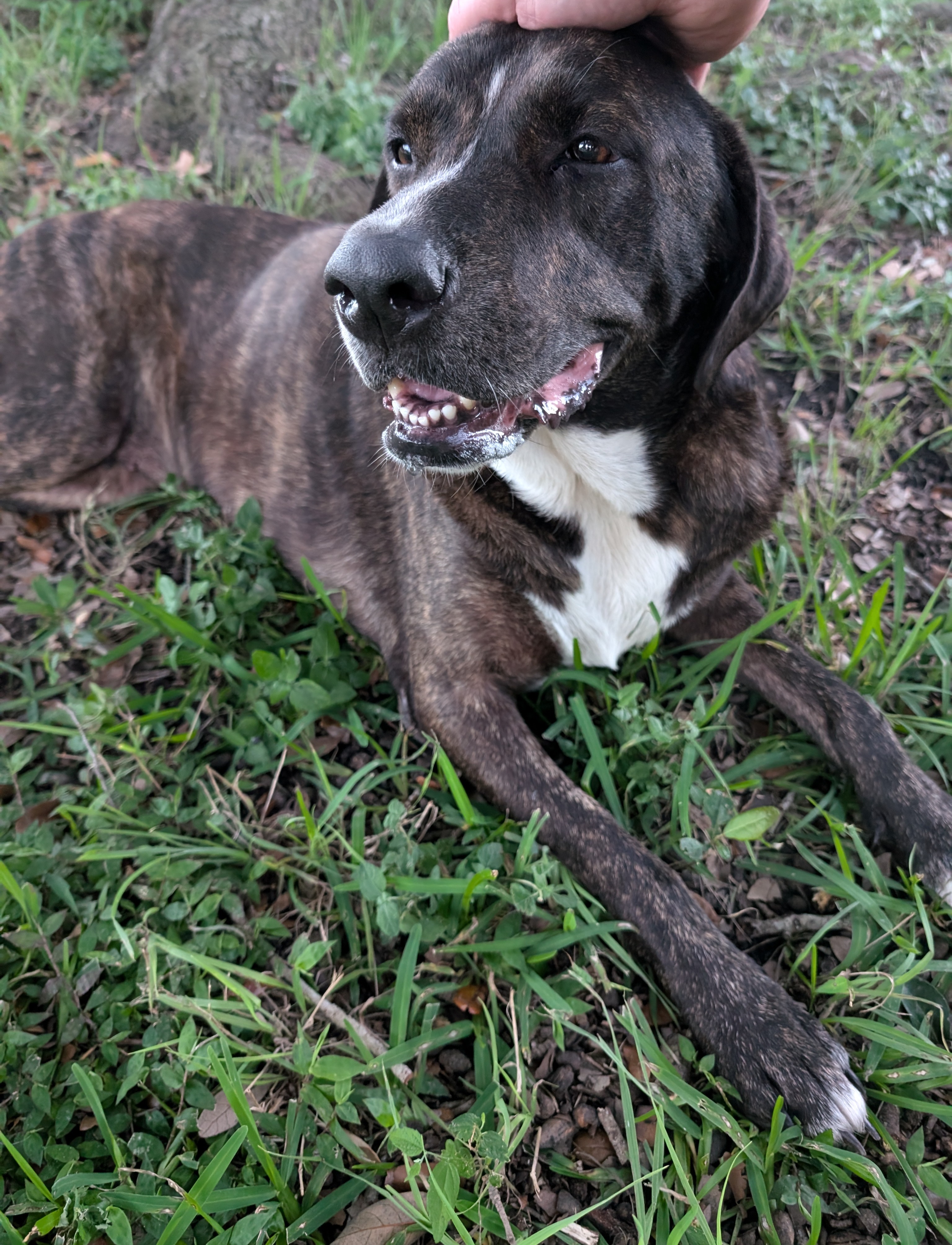 Enlarge Shilah, a Adoptable mixed breed in Houston, TX image 2/4