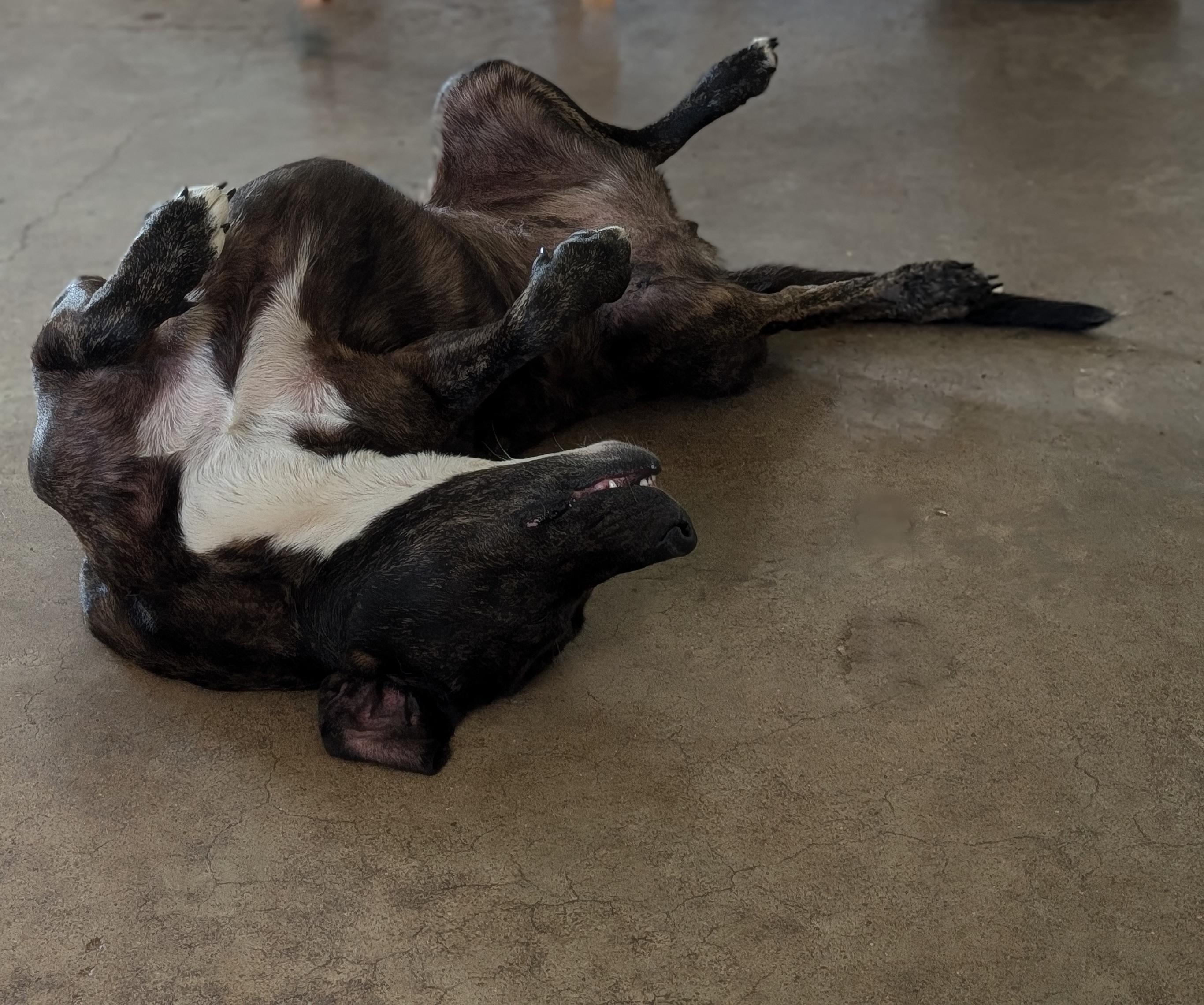 Enlarge Shilah, a Adoptable mixed breed in Houston, TX image 3/4