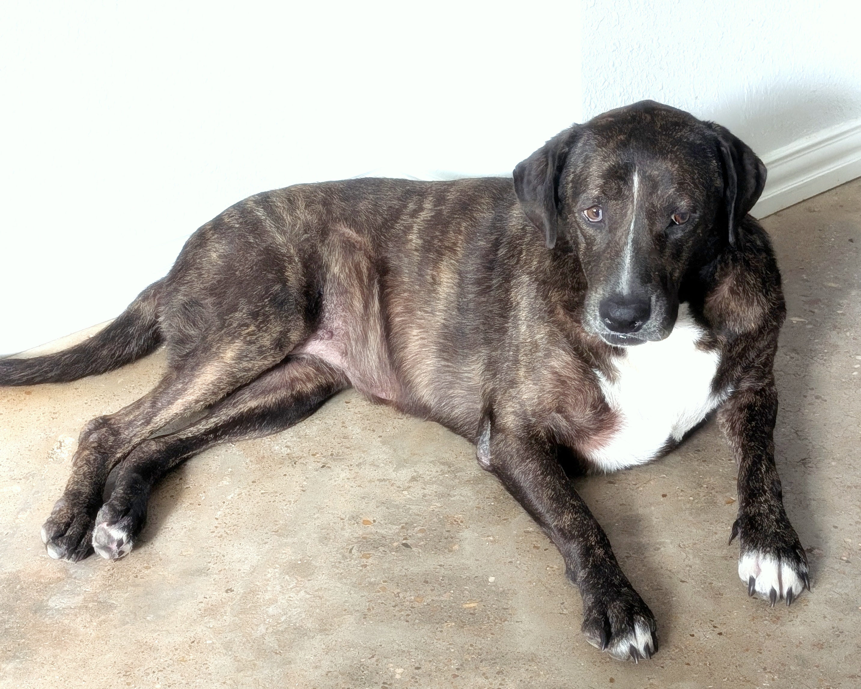 Enlarge Shilah, a Adoptable mixed breed in Houston, TX image 4/4