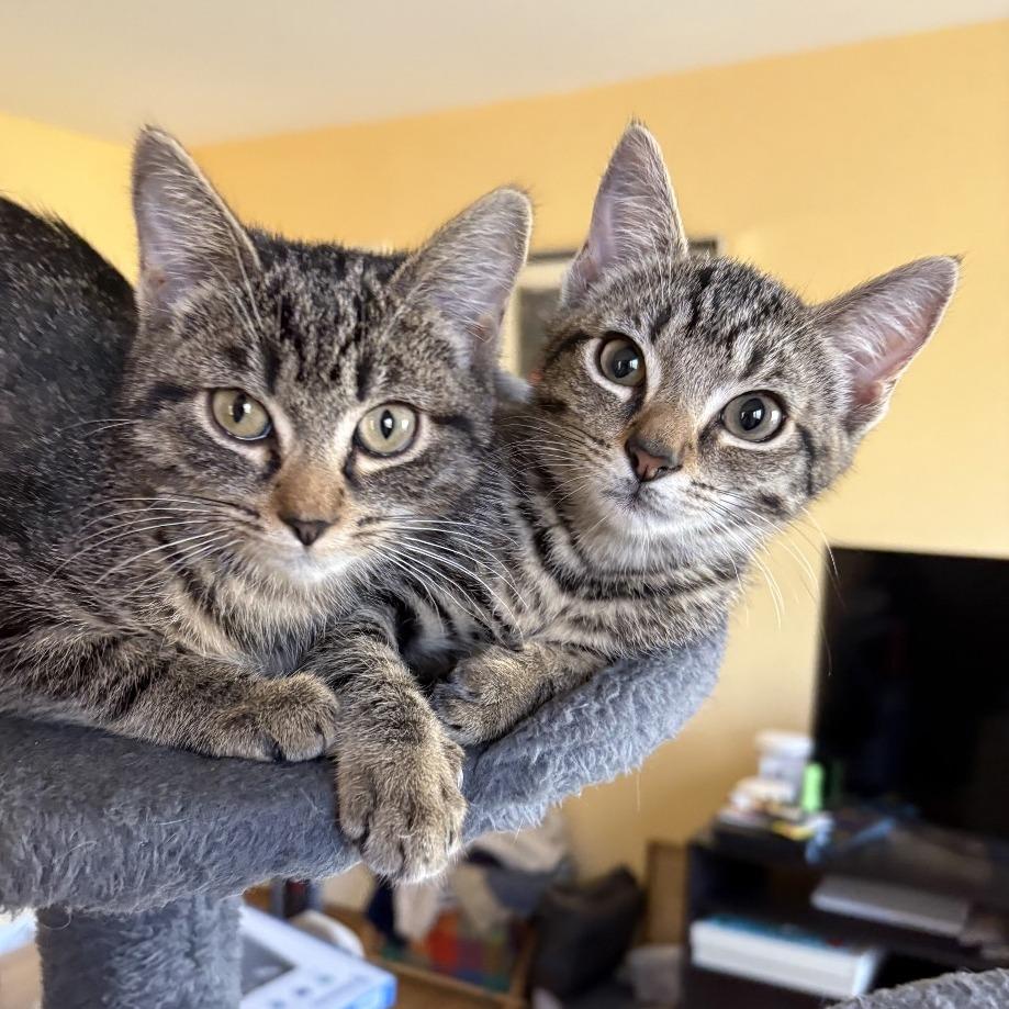 Artichoke in Vienna, VA, Adoptable, Kitten Female Domestic Short Hair.