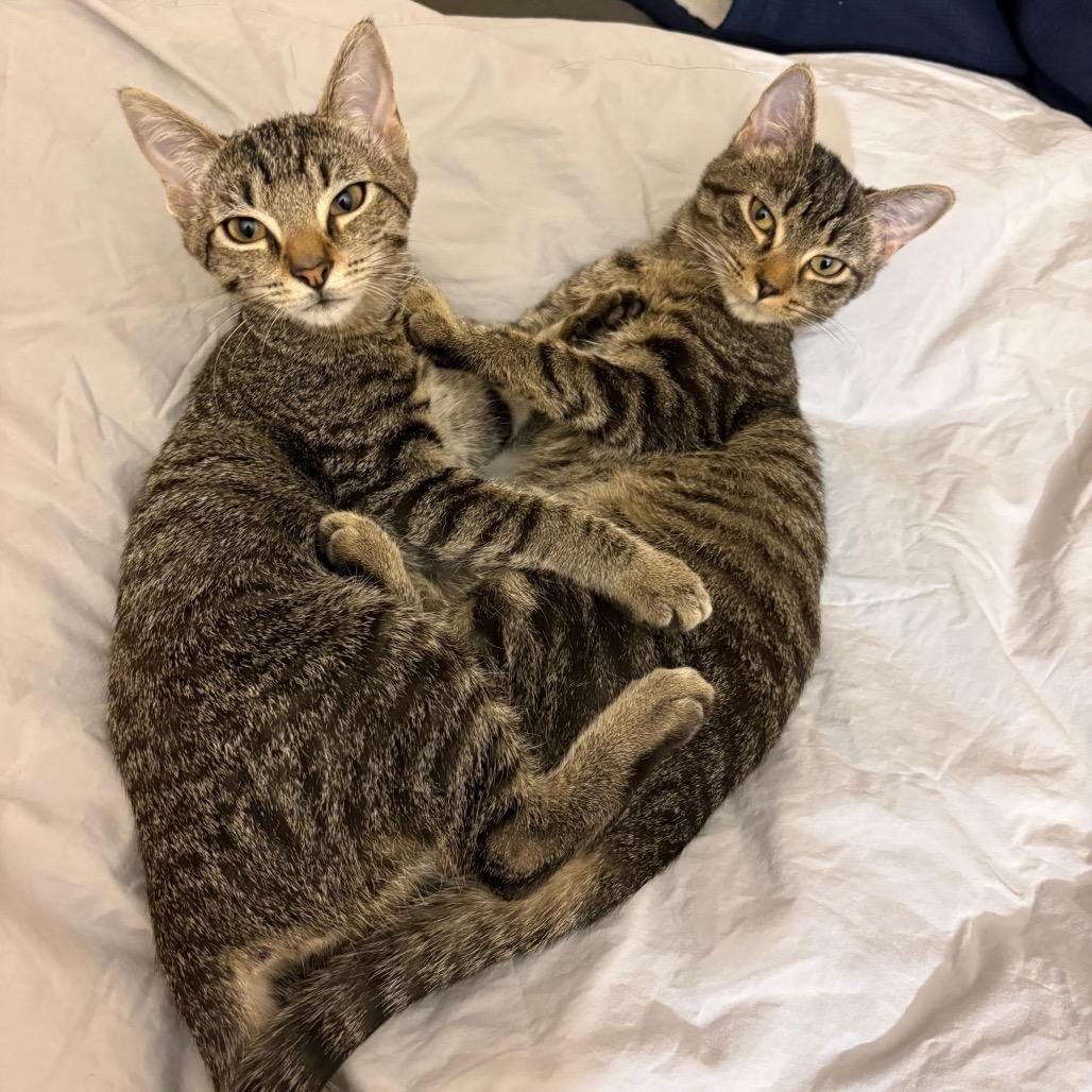 Enlarge Artichoke in Vienna, VA, a Adoptable Domestic Short Hair in Falls Church, VA image 2/3