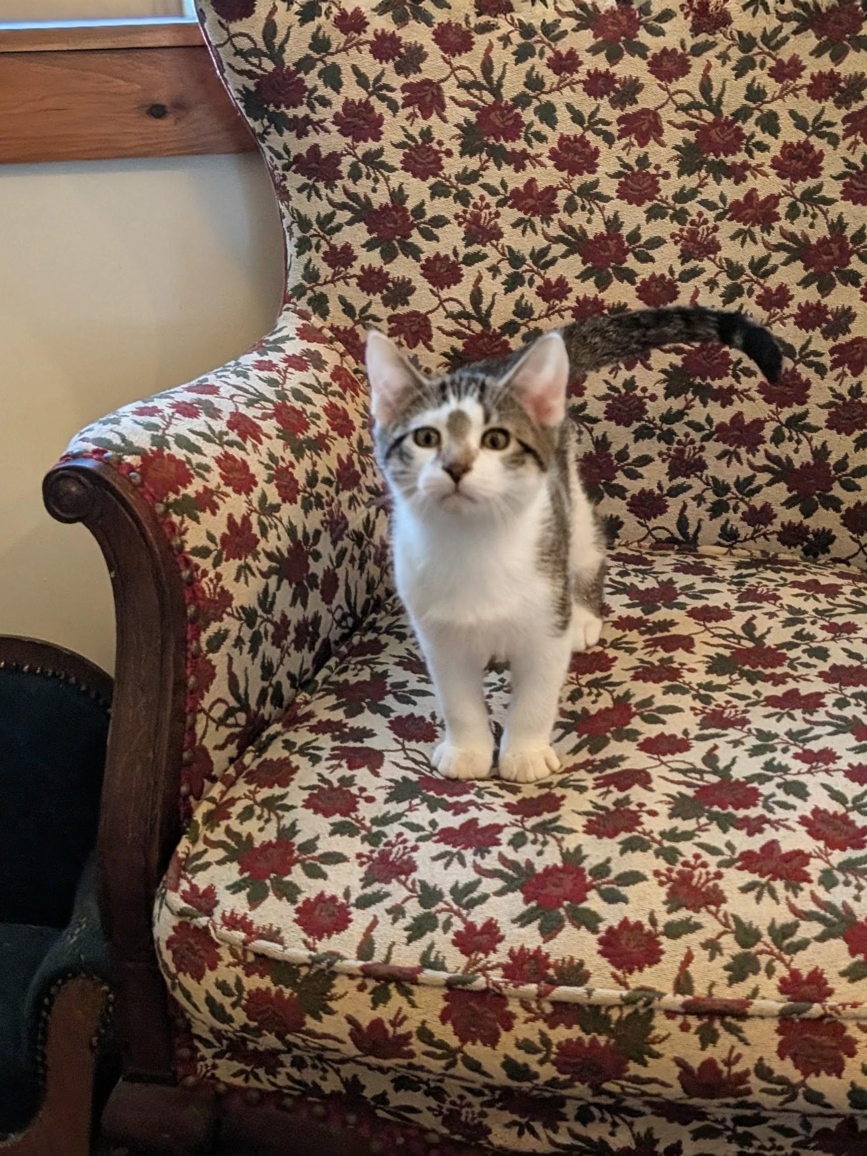 Enlarge Van Gogh, a Adopted Domestic Short Hair in Springfield, VT image 4/5