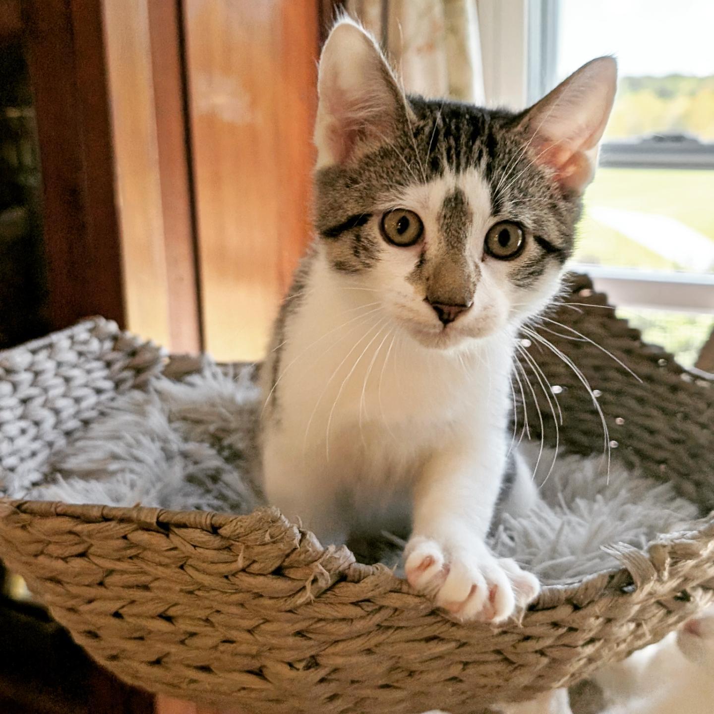 Van Gogh and Klimt, Adoptable, Kitten Male Domestic Short Hair.