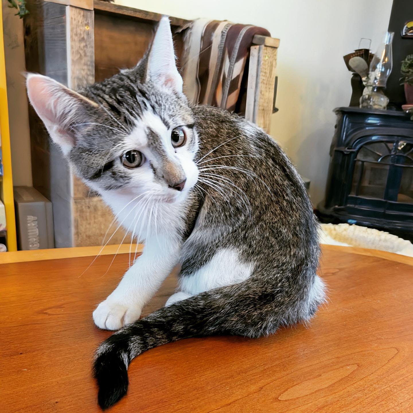 Enlarge Van Gogh, a Adopted Domestic Short Hair in Springfield, VT image 3/5