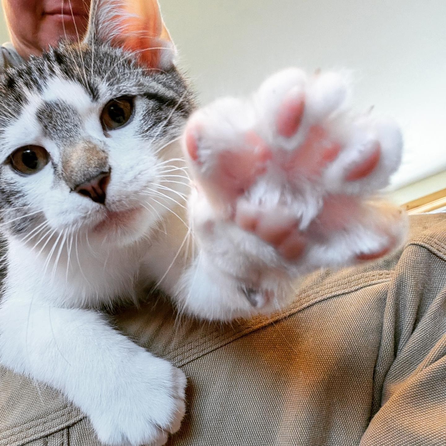 Enlarge Van Gogh, a Adopted Domestic Short Hair in Springfield, VT image 2/5