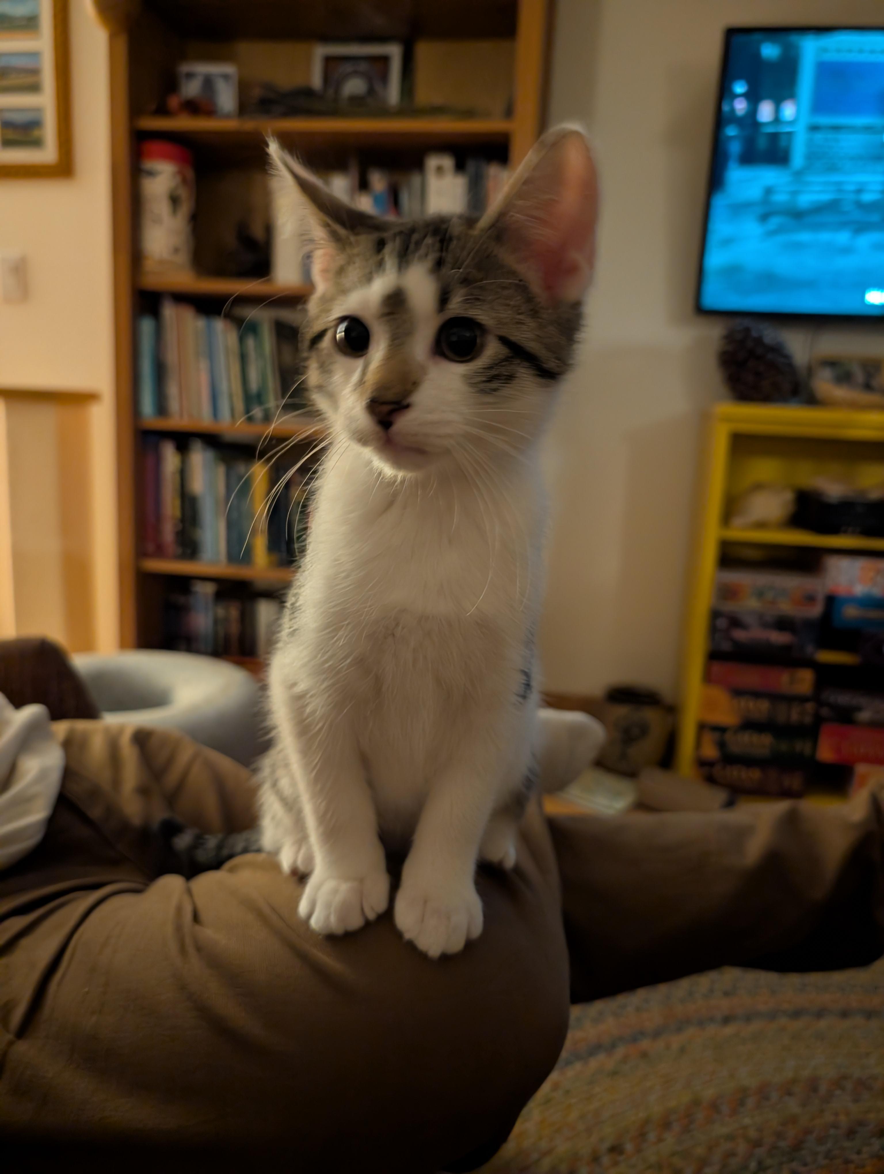 Enlarge Van Gogh, a Adopted Domestic Short Hair in Springfield, VT image 5/5