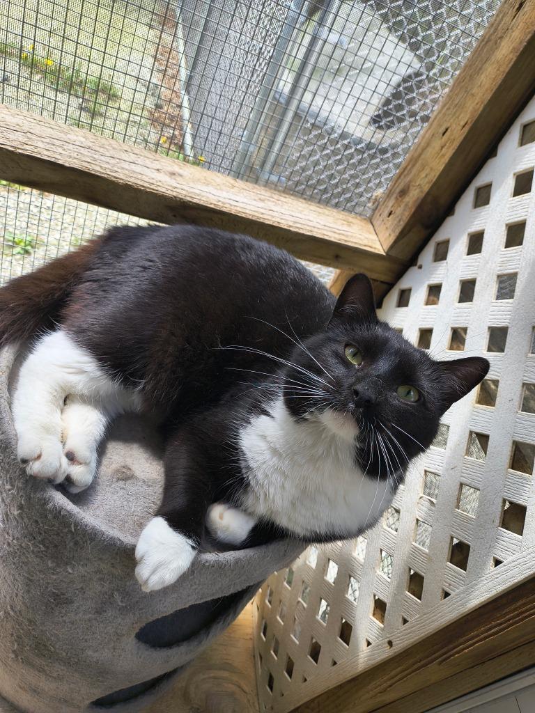 Enlarge Beverly Crusher/BC, a Adoptable mixed breed in Berlin, MD image 1/1