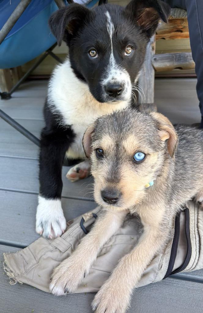 Zoey, an adopted mixed breed in Polson, MT image 3/4