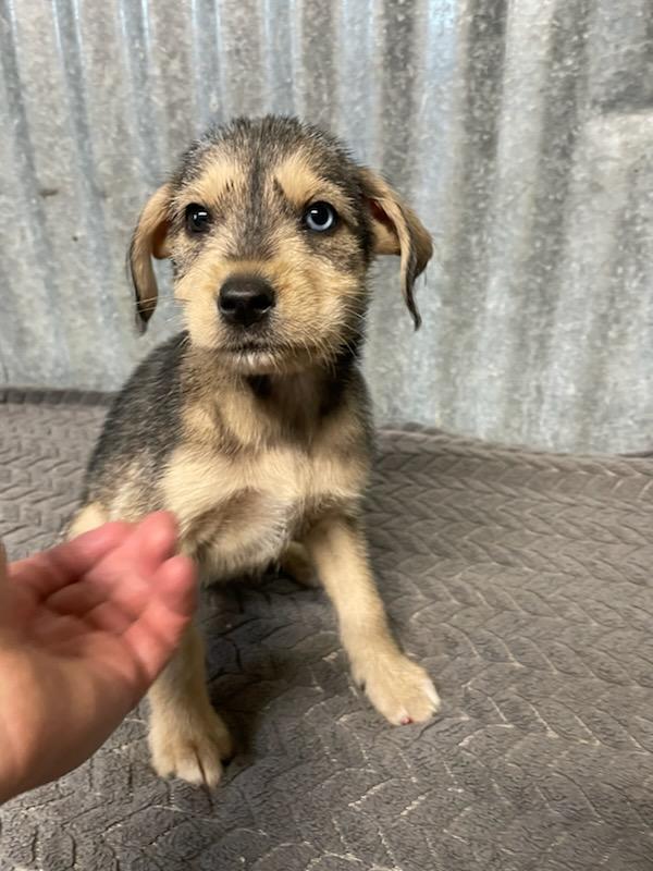 Zoey, an adopted mixed breed in Polson, MT image 4/4