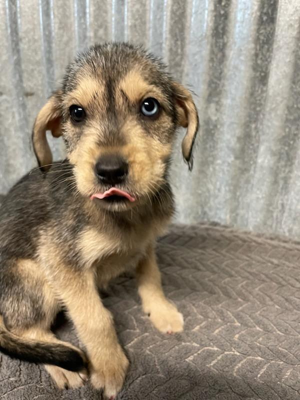 Zoey, adopted, Puppy Female Terrier.