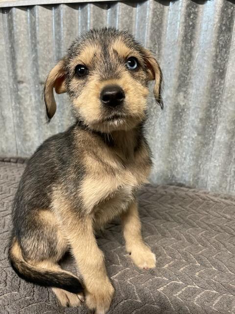 Zoey, an adopted mixed breed in Polson, MT image 2/4