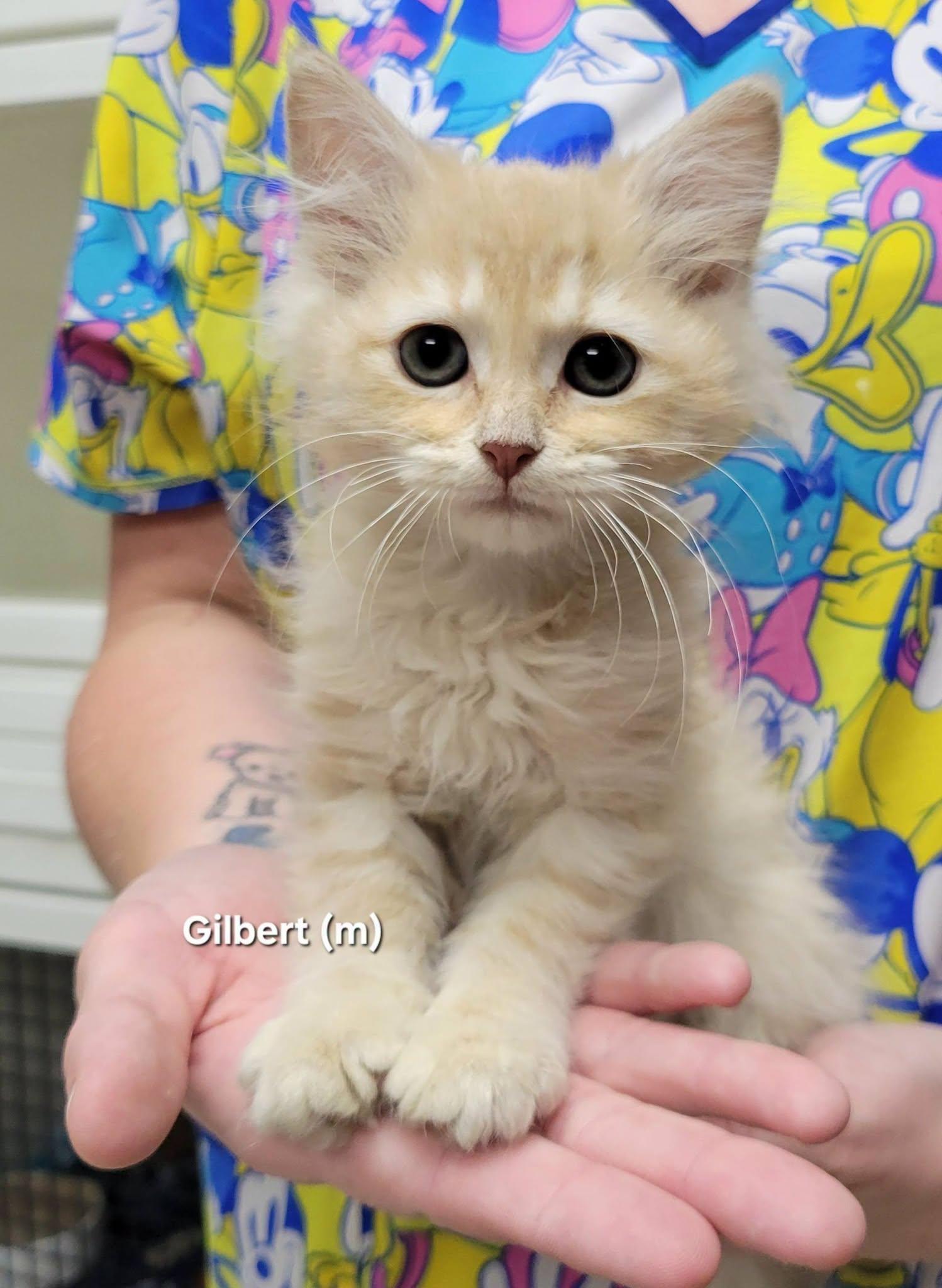 Gilbert, adopted, Kitten Male Domestic Long Hair.