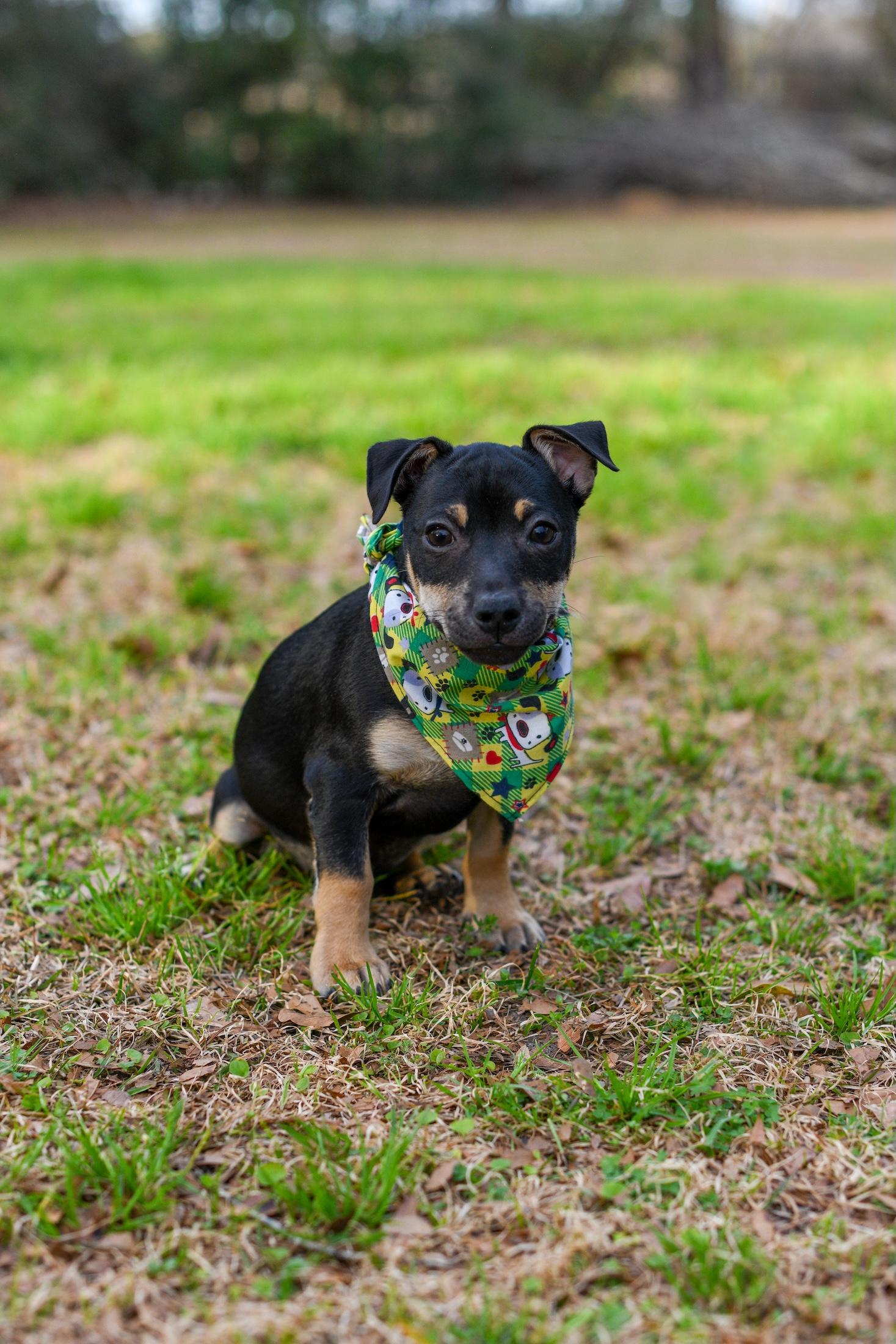 Enlarge Kip , a Adoptable Mixed Breed in Argyle, NY image 4/6