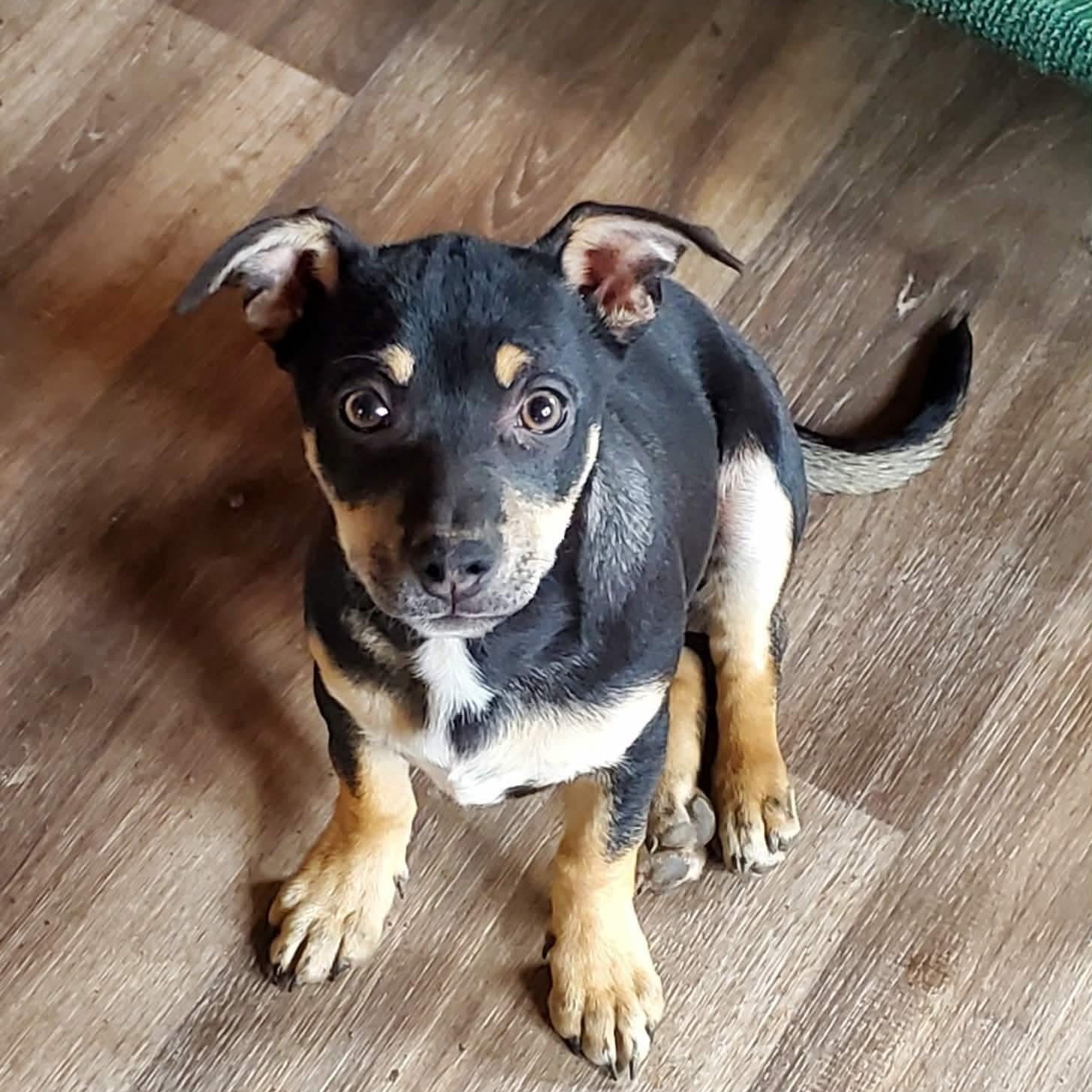 Enlarge Kip , a Adoptable Mixed Breed in Argyle, NY image 1/6