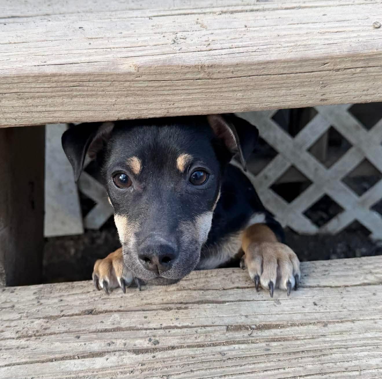 Enlarge Kip , a Adoptable Mixed Breed in Argyle, NY image 6/6
