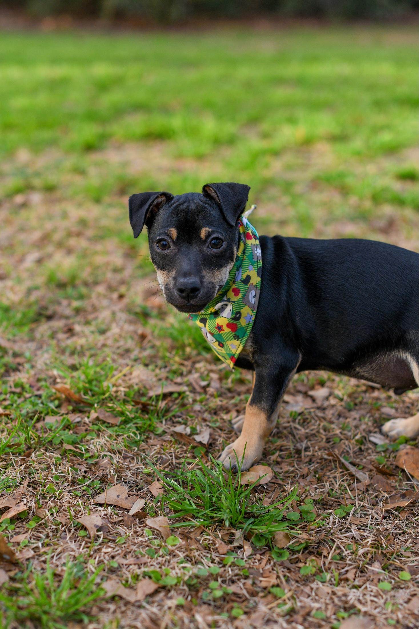 Enlarge Kip , a Adoptable Mixed Breed in Argyle, NY image 5/6