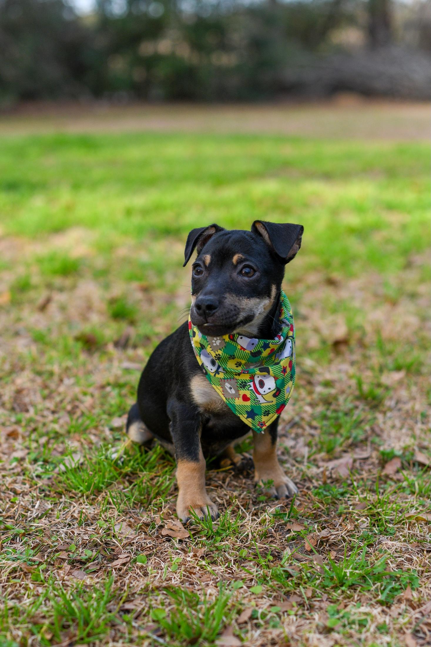 Enlarge Kip , a Adoptable Mixed Breed in Argyle, NY image 3/6
