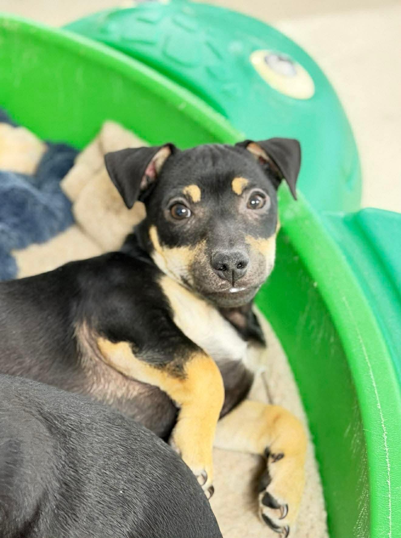 Enlarge Kip , a Adoptable Mixed Breed in Argyle, NY image 2/6