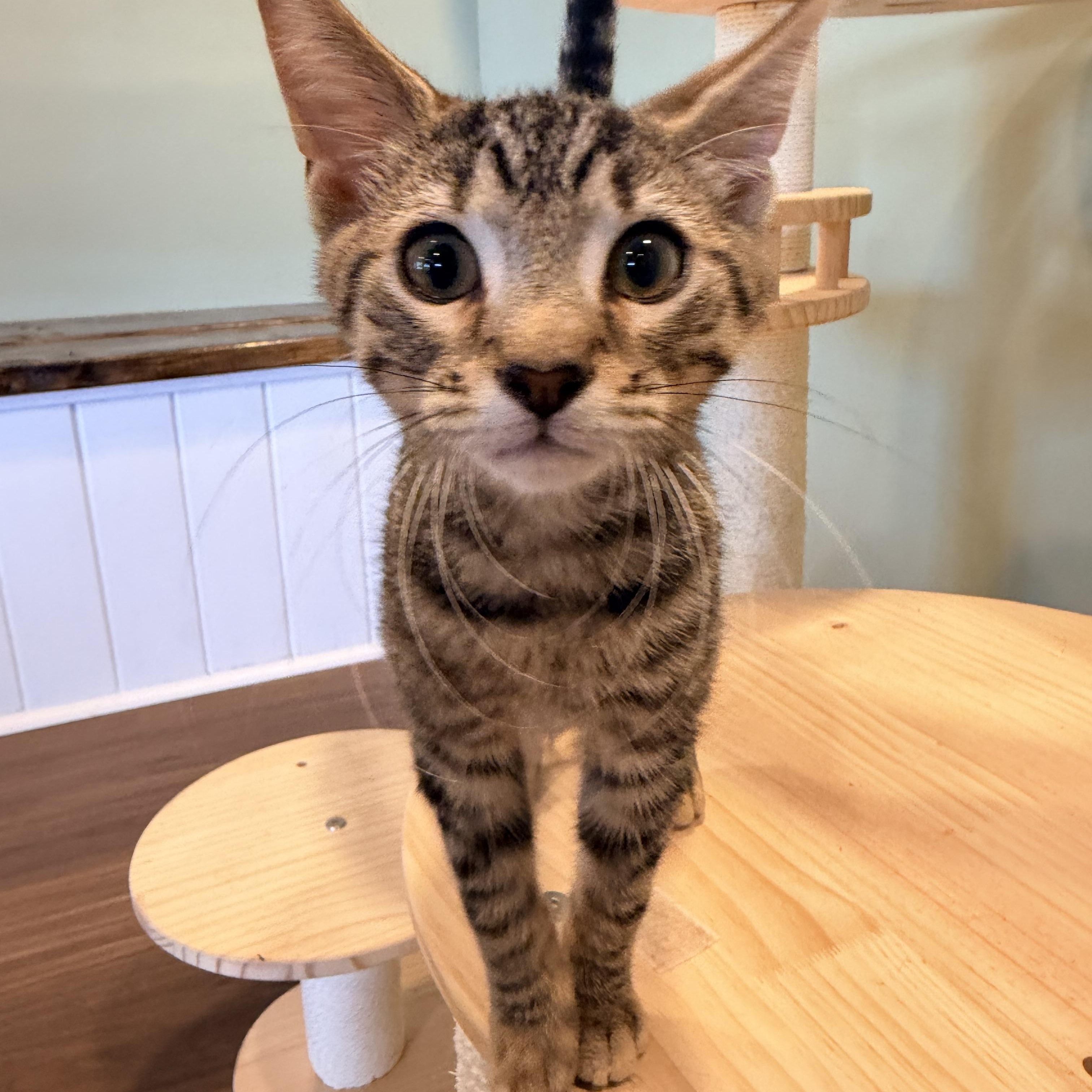 Lucien, adopted, Kitten Male Domestic Short Hair.