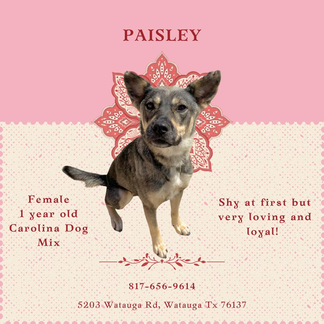 Paisley