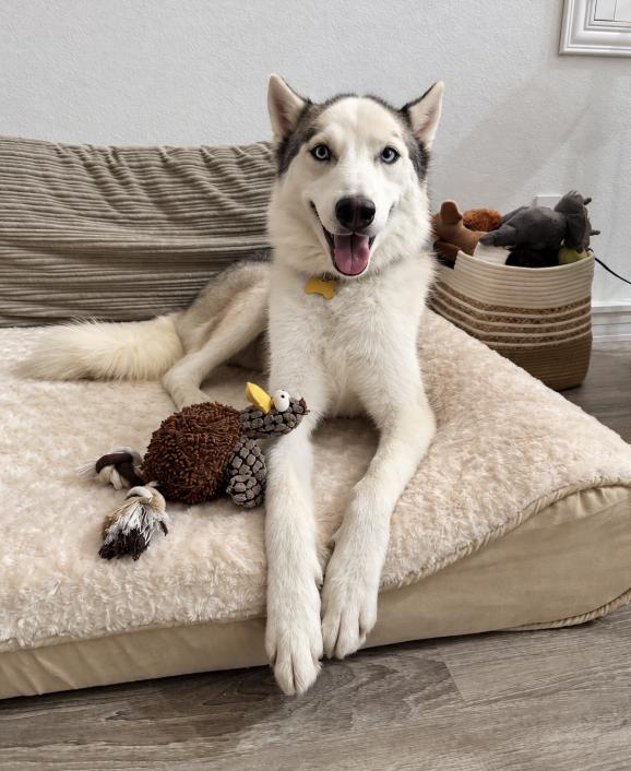 Enlarge Bruno, a Adoptable Siberian Husky in Cottonwood Heights, UT image 1/3