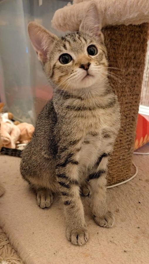 Courage, Adoptable, Kitten Male Domestic Short Hair & Maine Coon.