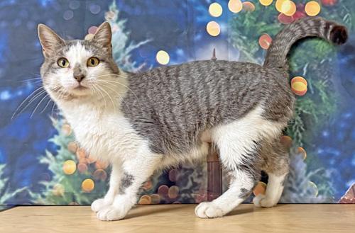 Enlarge Banshee, a Adoptable Domestic Short Hair in Amery, WI image 2/3