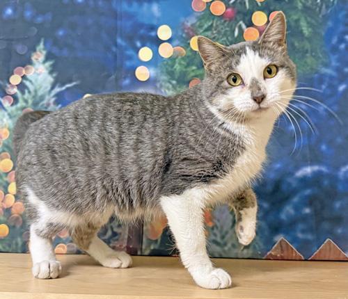 Enlarge Banshee, a Adoptable Domestic Short Hair in Amery, WI image 3/3