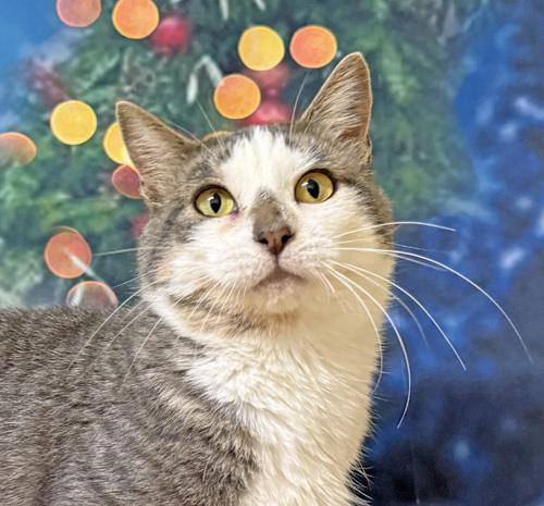 Enlarge Banshee, a Adoptable Domestic Short Hair in Amery, WI image 1/3