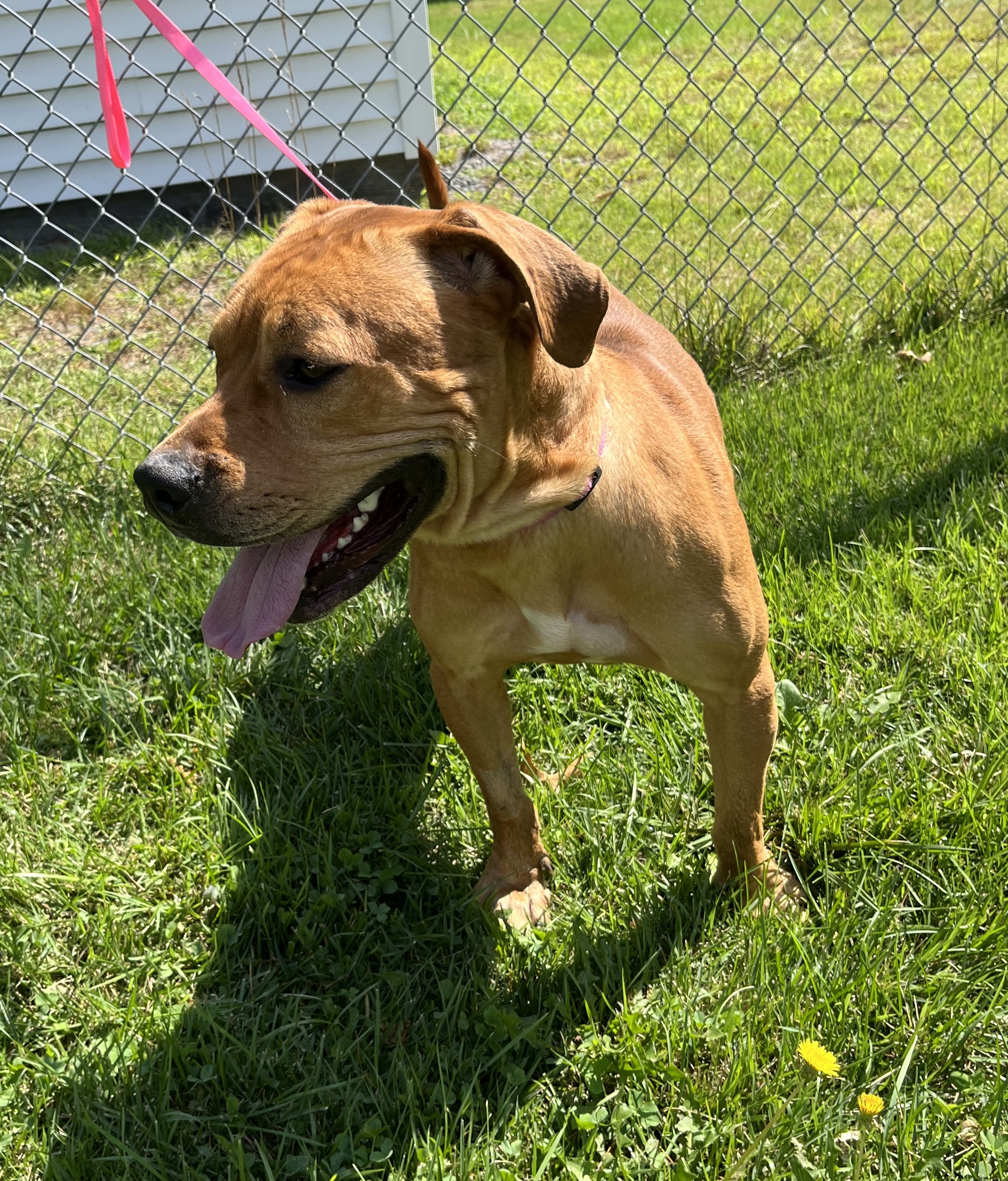 Enlarge Angel, an adopted American Bulldog in Norton, MA image 5/5