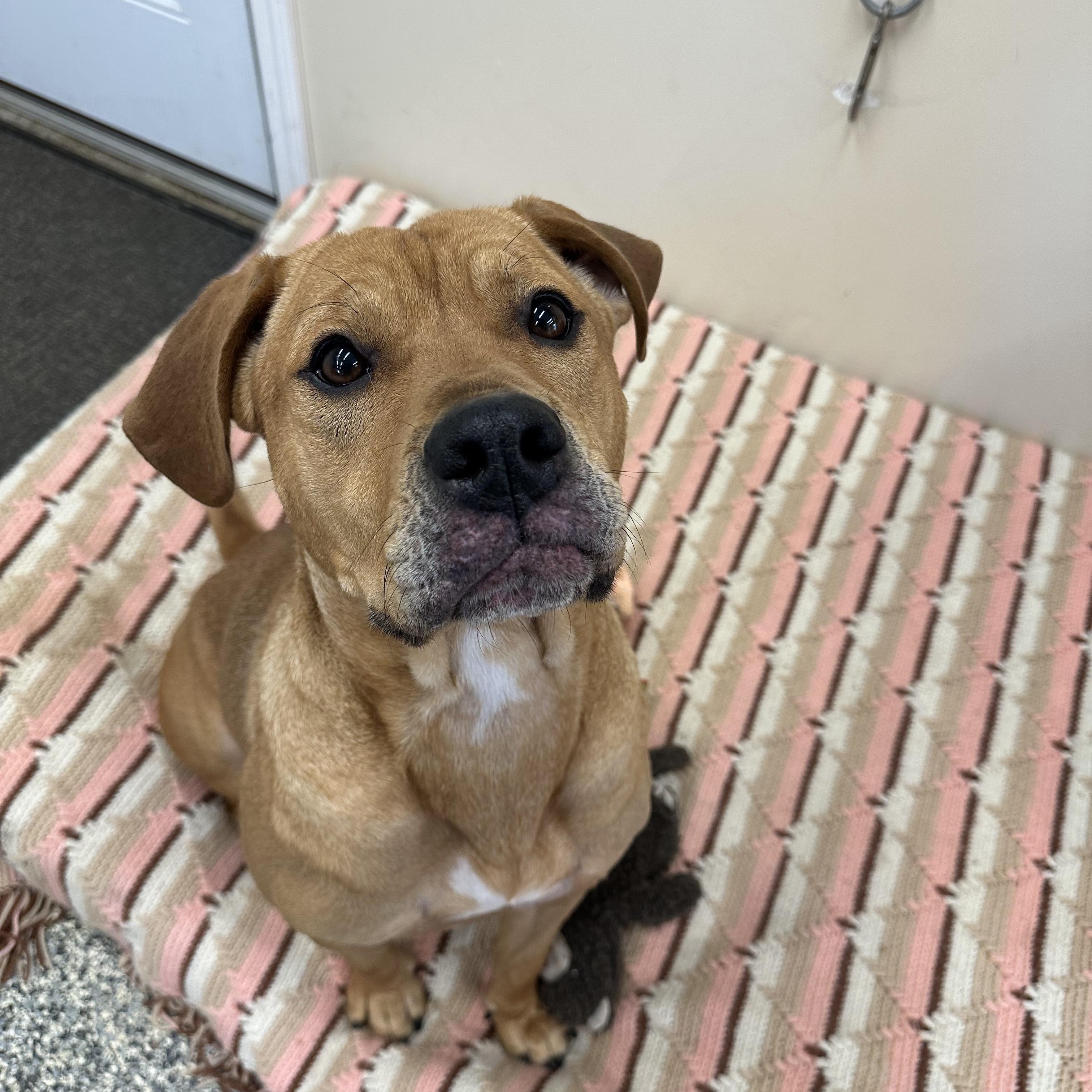 Enlarge Angel, an adopted American Bulldog in Norton, MA image 4/5