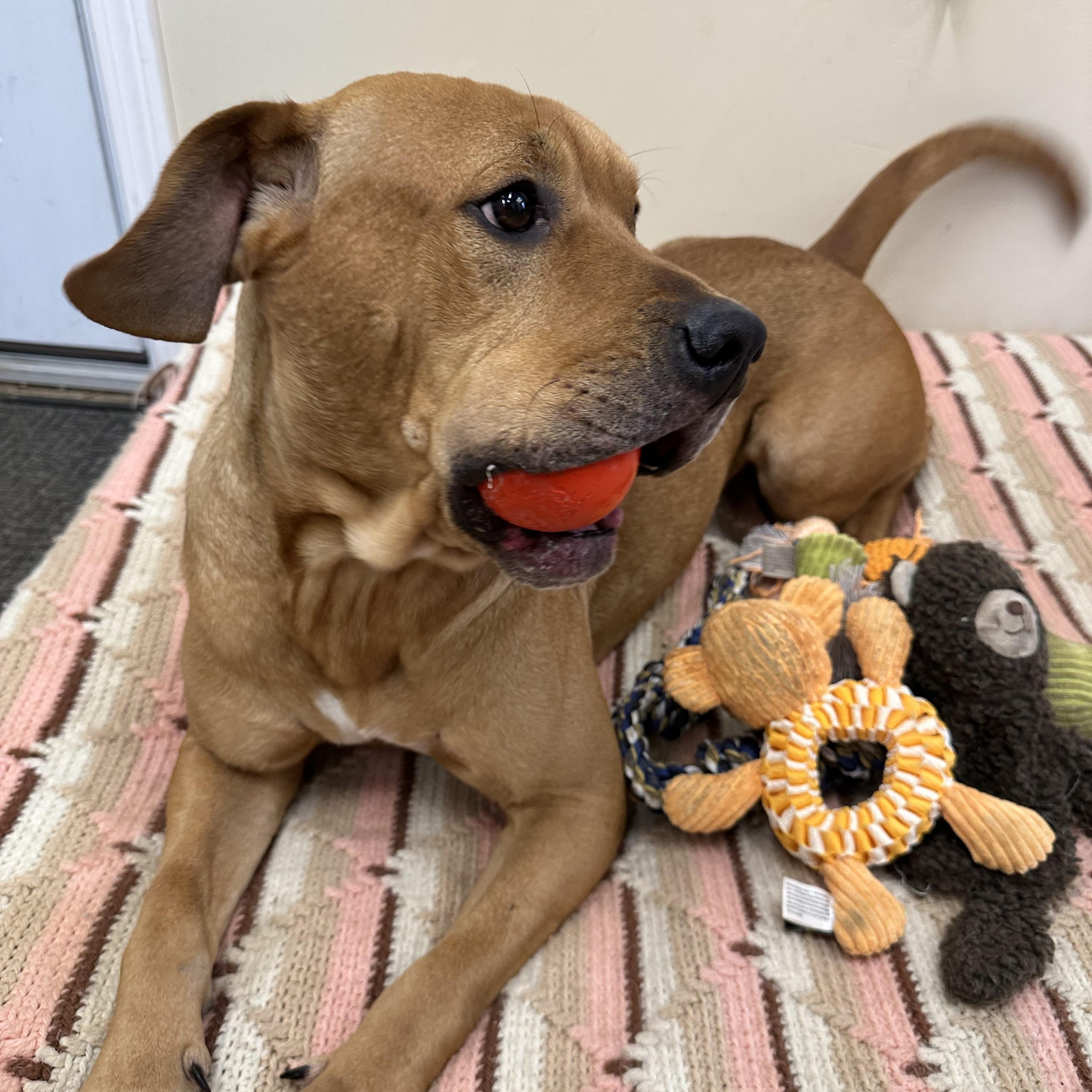Angel, adopted, Young Female American Bulldog.