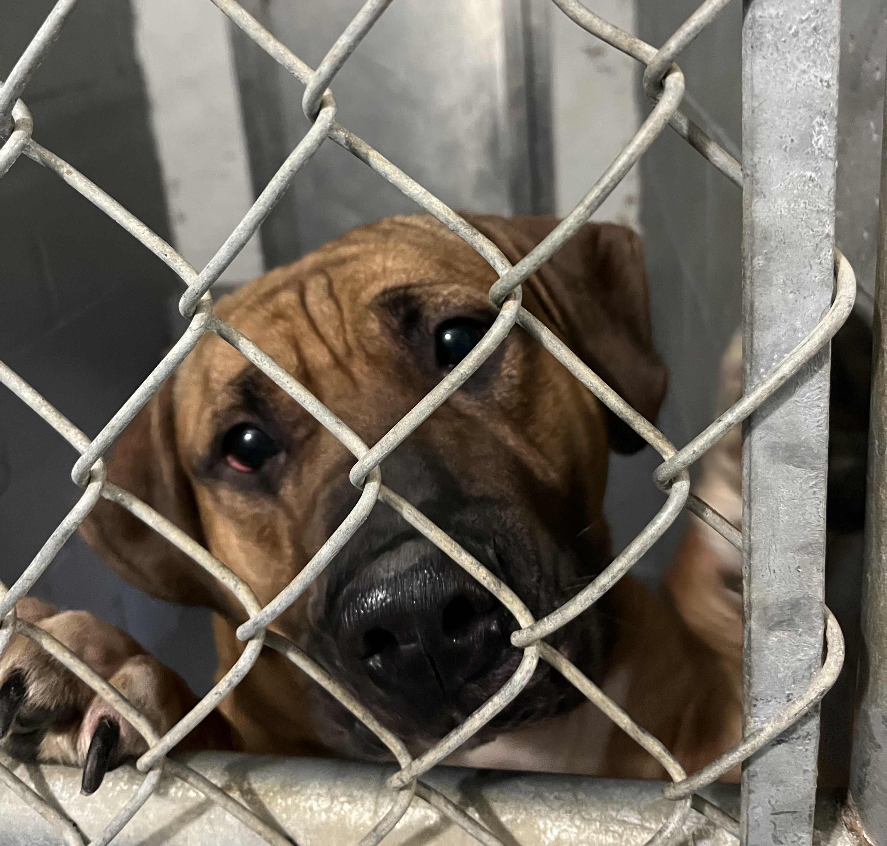 Enlarge Angel, an adopted American Bulldog in Norton, MA image 3/5