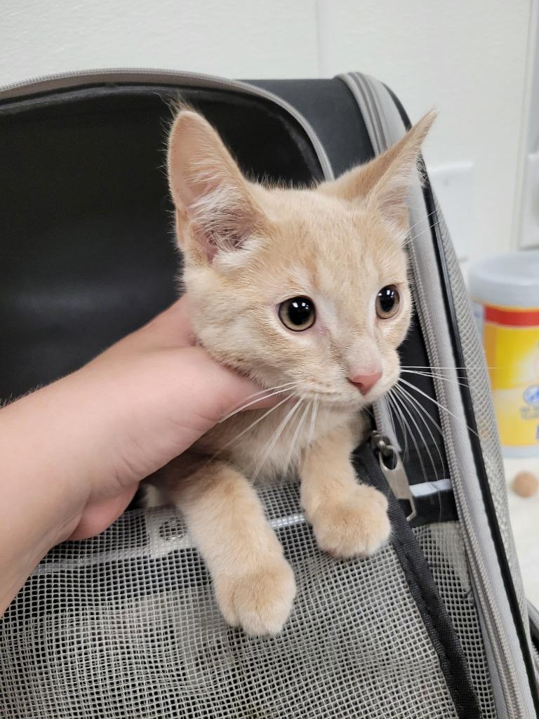 Enlarge Butterscotch, a Adoptable mixed breed in Angola, IN image 1/1