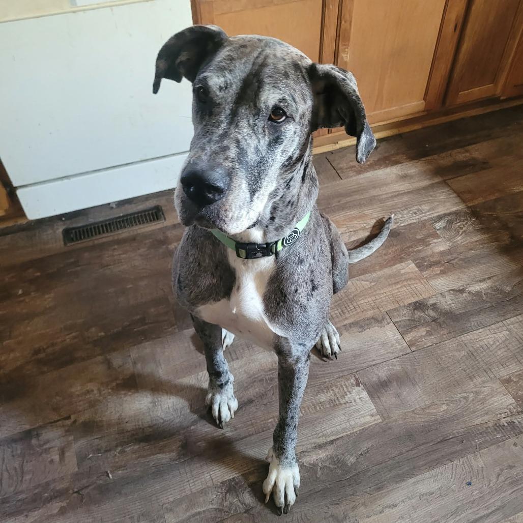 Enlarge Phoebe D12815, a Adoptable mixed breed in Blaine, MN image 1/1