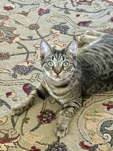 RANDY, a Adoptable Tabby in Highland Park, NJ image 2/5