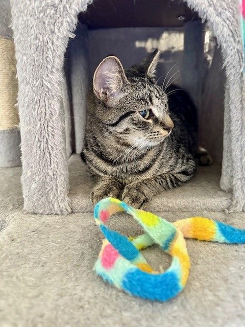 RANDY, Adoptable, Kitten Male Tabby.