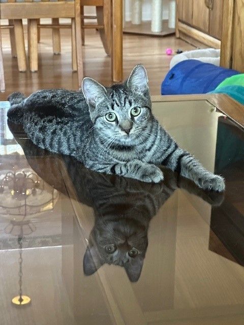 RANDY, a Adoptable Tabby in Highland Park, NJ image 3/5