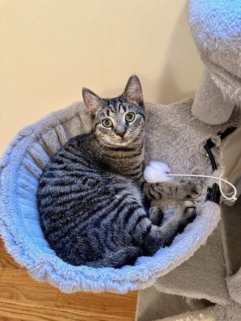 RANDY, a Adoptable Tabby in Highland Park, NJ image 4/5
