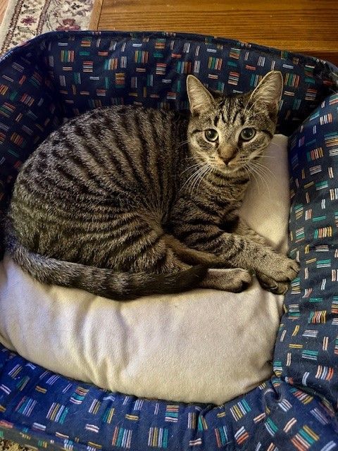 RANDY, a Adoptable Tabby in Highland Park, NJ image 5/5