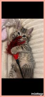 Teddy, Adoptable, Kitten Male Domestic Short Hair.