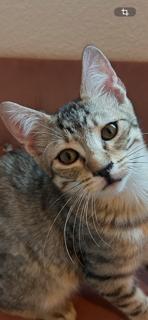 Teddy, Adoptable, Kitten Male Domestic Short Hair.