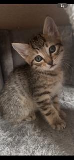 Enlarge Teddy, a Adoptable Domestic Short Hair in Irving, TX image 2/3