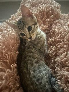 Enlarge Teddy, a Adoptable Domestic Short Hair in Irving, TX image 3/3